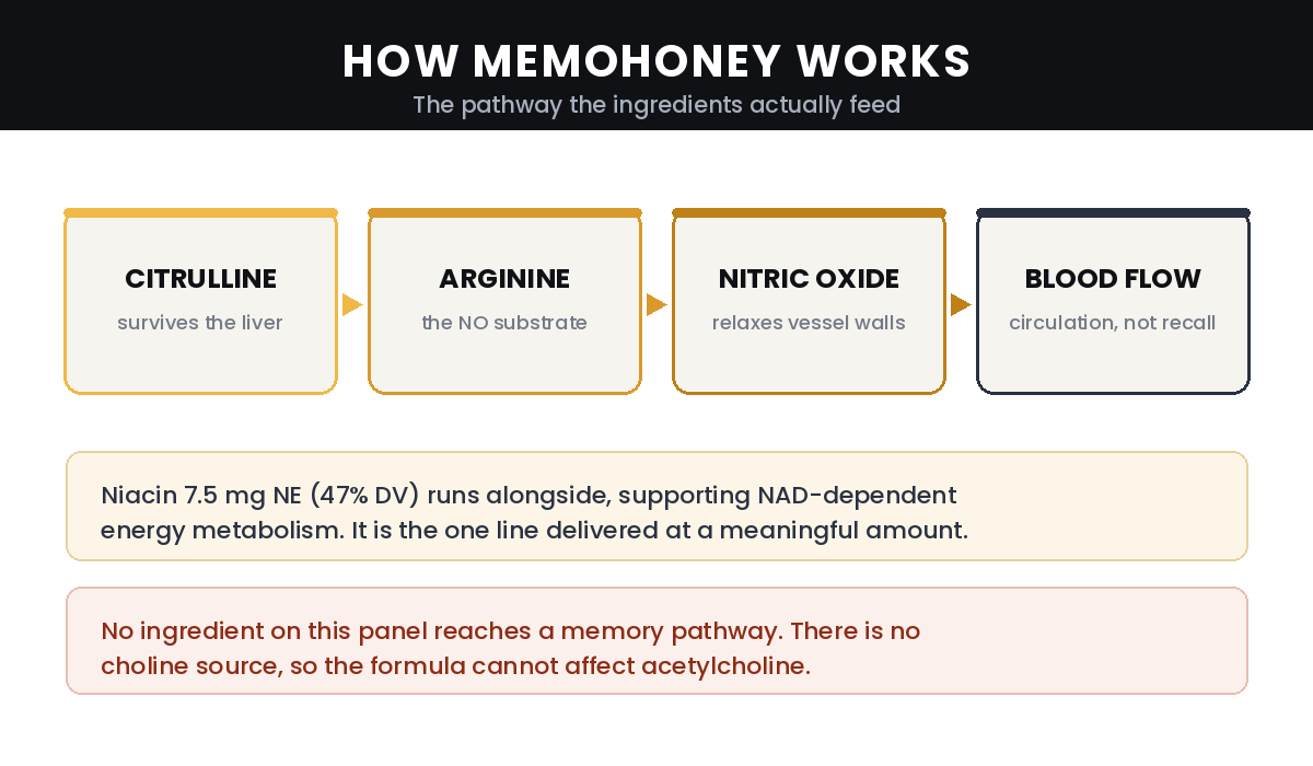How MemoHoney works — citrulline to arginine to nitric oxide to blood flow, with niacin alongside